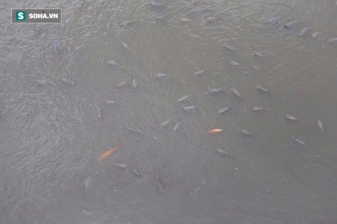 Tạo ôxy để cứu sống hàng nghìn con cá trên kênh Nhiêu Lộc - Ảnh 3.