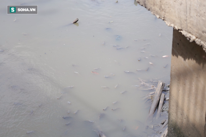 Tạo ôxy để cứu sống hàng nghìn con cá trên kênh Nhiêu Lộc - Ảnh 6.