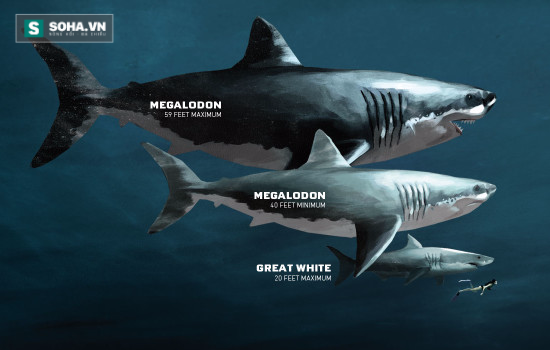 Phát hiện dấu tích của loài cá có họ với siêu cá mập Megalodon - Ảnh 1.
