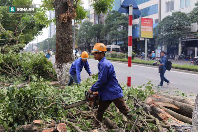 Di dời hàng cây phục vụ xây dựng đường sắt đô thị Nhổn-Ga Hà Nội - Ảnh 4.