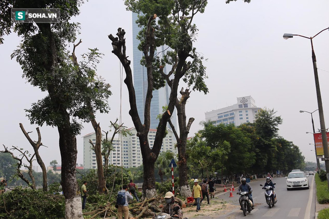 Di dời hàng cây phục vụ xây dựng đường sắt đô thị Nhổn-Ga Hà Nội - Ảnh 2.