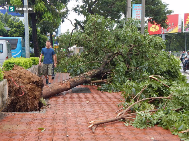 Huế: Mưa gió dữ dội, cây gãy đổ la liệt trên phố - Ảnh 2.