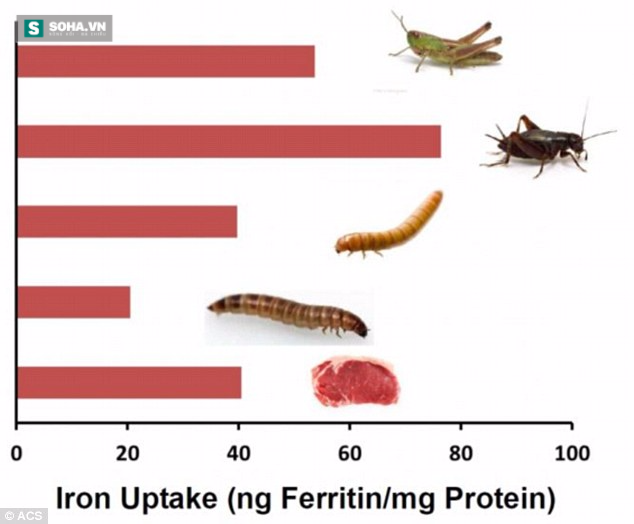 Côn trùng: Ăn được và giàu dinh dưỡng hơn thịt bò - Ảnh 2.