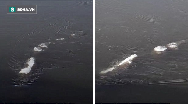 Vật thể lạ giống quái vật hồ Loch Ness bất ngờ xuất hiện trên sông băng ở Alaska - Ảnh 2.
