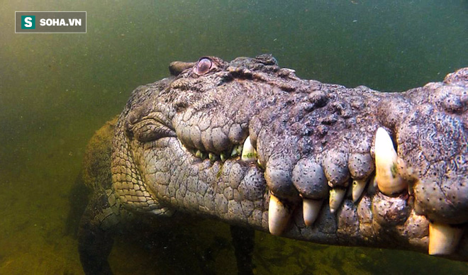 Hổ mang chúa chết thảm trong hàm quỷ của cá sấu nước mặn - Ảnh 2.