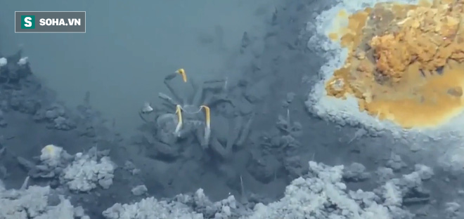 Bí ẩn hồ nước ngầm chết chóc dưới biển vịnh Mexico - Ảnh 1.