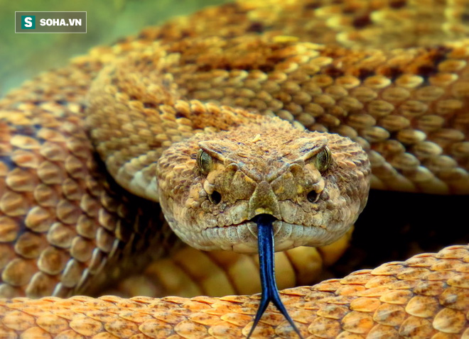 Cám cảnh rắn độc Viper bị kẻ thù nhẹ ký làm thịt ngon lành - Ảnh 1.