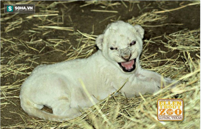 Chú sư tử trắng cực hiếm trăm năm có một mới ra đời ở Mỹ - Ảnh 1.