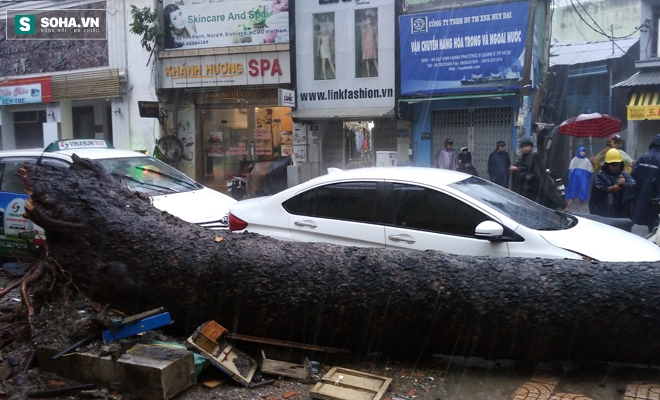 Cây cổ thụ cao 15m bất ngờ đổ ở Sài Gòn, một người bị thương - Ảnh 1.