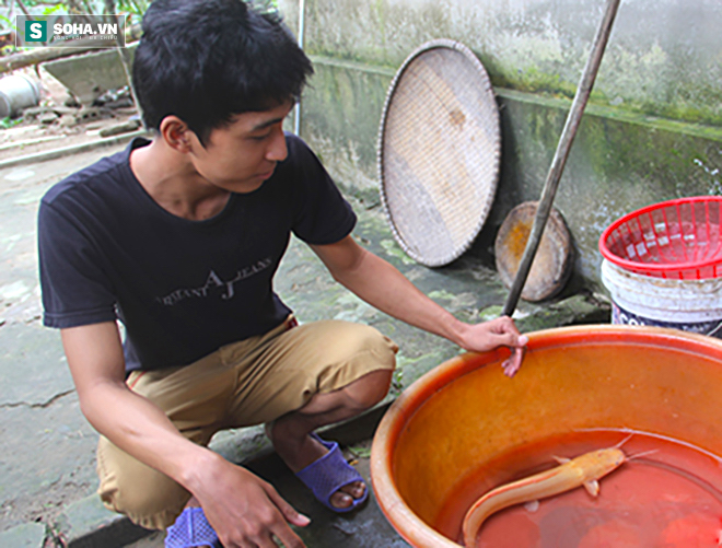 Câu được cá trê vàng quý, nhiều người hỏi mua nhưng không bán - Ảnh 1.