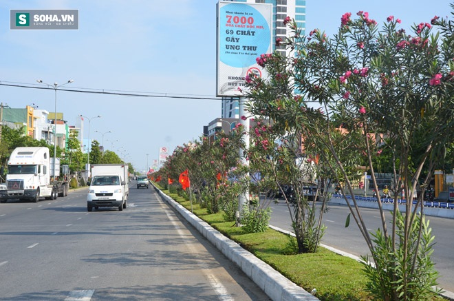 Cây có độc tố gây chết người được trồng tràn lan trên phố Đà Nẵng - Ảnh 3.