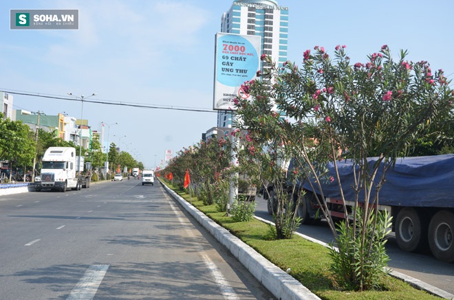 Cây có độc tố gây chết người được trồng tràn lan trên phố Đà Nẵng - Ảnh 4.