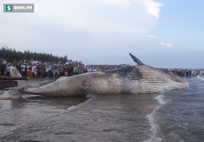 Hàng vạn người dân theo dõi cảnh trục vớt cá voi khủng lên bờ - Ảnh 23.