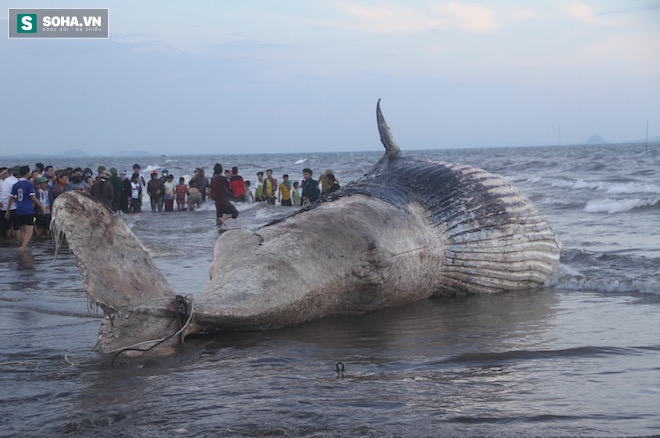 Hàng vạn người dân theo dõi cảnh trục vớt cá voi khủng lên bờ - Ảnh 22.