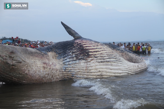 Hàng vạn người dân theo dõi cảnh trục vớt cá voi khủng lên bờ - Ảnh 21.