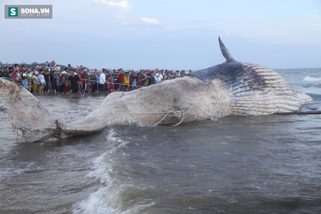 Hàng vạn người dân theo dõi cảnh trục vớt cá voi khủng lên bờ - Ảnh 19.