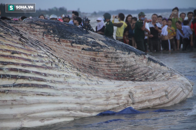 Hàng vạn người dân theo dõi cảnh trục vớt cá voi khủng lên bờ - Ảnh 20.