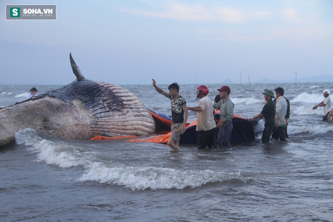Hàng vạn người dân theo dõi cảnh trục vớt cá voi khủng lên bờ - Ảnh 18.
