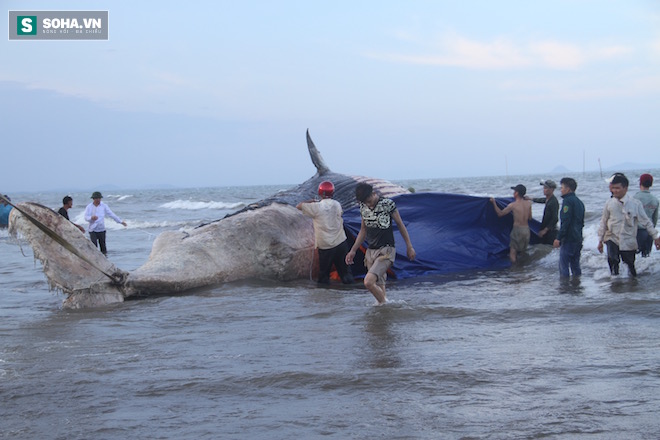 Hàng vạn người dân theo dõi cảnh trục vớt cá voi khủng lên bờ - Ảnh 26.