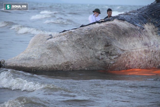 Hàng vạn người dân theo dõi cảnh trục vớt cá voi khủng lên bờ - Ảnh 17.