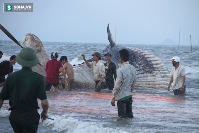 Hàng vạn người dân theo dõi cảnh trục vớt cá voi khủng lên bờ - Ảnh 16.
