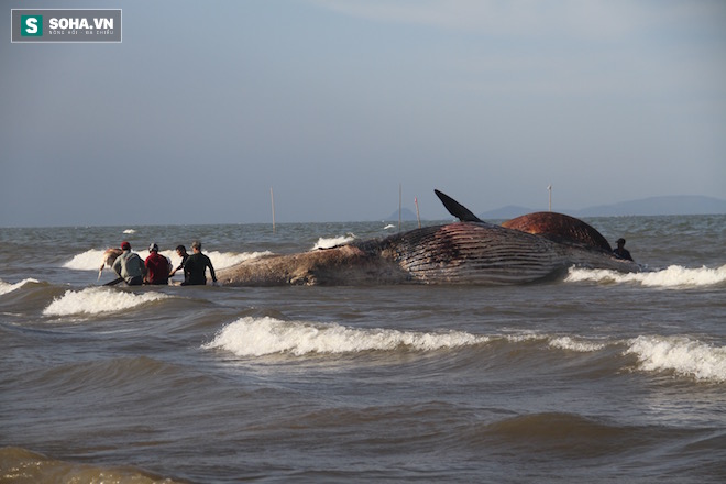 Hàng vạn người dân theo dõi cảnh trục vớt cá voi khủng lên bờ - Ảnh 15.