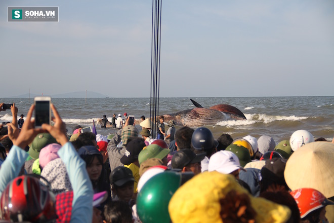 Hàng vạn người dân theo dõi cảnh trục vớt cá voi khủng lên bờ - Ảnh 11.