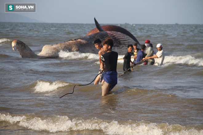 Hàng vạn người dân theo dõi cảnh trục vớt cá voi khủng lên bờ - Ảnh 14.