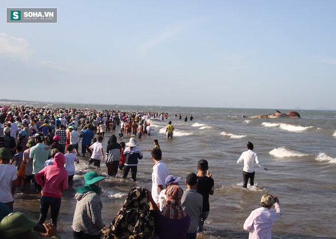 Hàng vạn người dân theo dõi cảnh trục vớt cá voi khủng lên bờ - Ảnh 7.