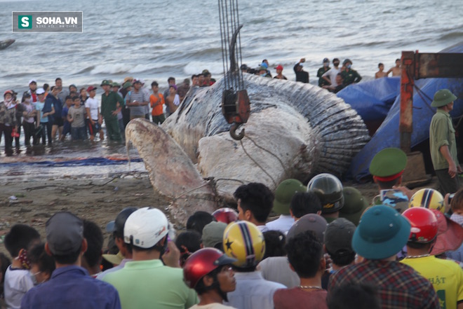 Hàng vạn người dân theo dõi cảnh trục vớt cá voi khủng lên bờ - Ảnh 25.