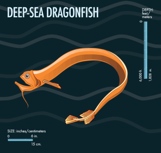 Những quái vật biển thống lĩnh vùng biển sâu nhất hành tinh - Ảnh 5.