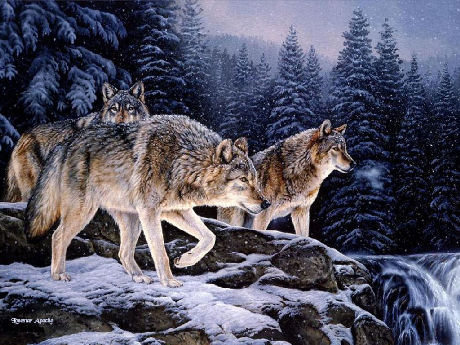Chuyện sinh tồn của loài sói và bài học cho con người - Ảnh 2.