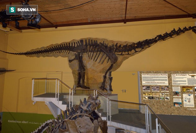 Phát hiện ra loài khủng long to đến đến mức chẳng có kẻ săn mồi nào dám động đến nó - Ảnh 3.