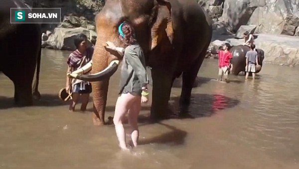 Tắm cho voi, nữ du khách thất kinh vì bị hất văng gần chục mét - Ảnh 2.