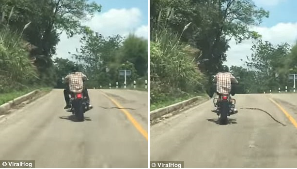 Clip: Rắn phi thân, tấn công người đang chạy xe mô tô ngang đường núi - Ảnh 2.