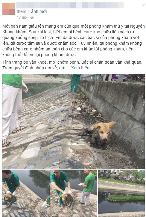 Chú chó bị chủ vứt xuống sông Tô Lịch vì mắc bệnh khó chữa - Ảnh 1.