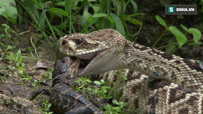 Sai lầm chết người: Lỡ ăn thịt cá sấu con, rắn chuông bị cả nhà kẻ địch kéo ra trả thù - Ảnh 5.