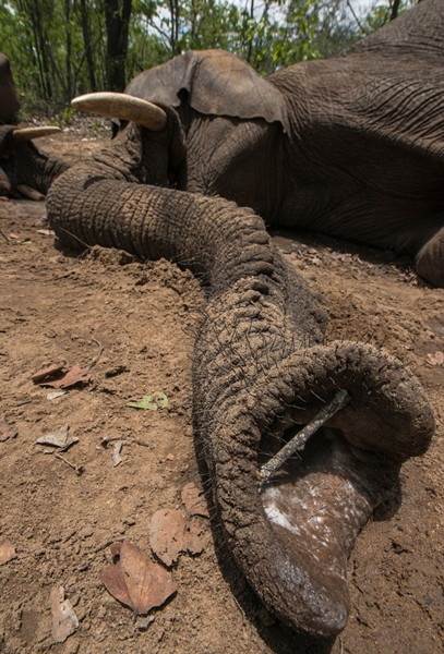 Hơn chục con voi nặng 4 tấn trốn đi bụi khiến đội kiểm lâm chật vật để đưa trờ lại rừng - Ảnh 5.