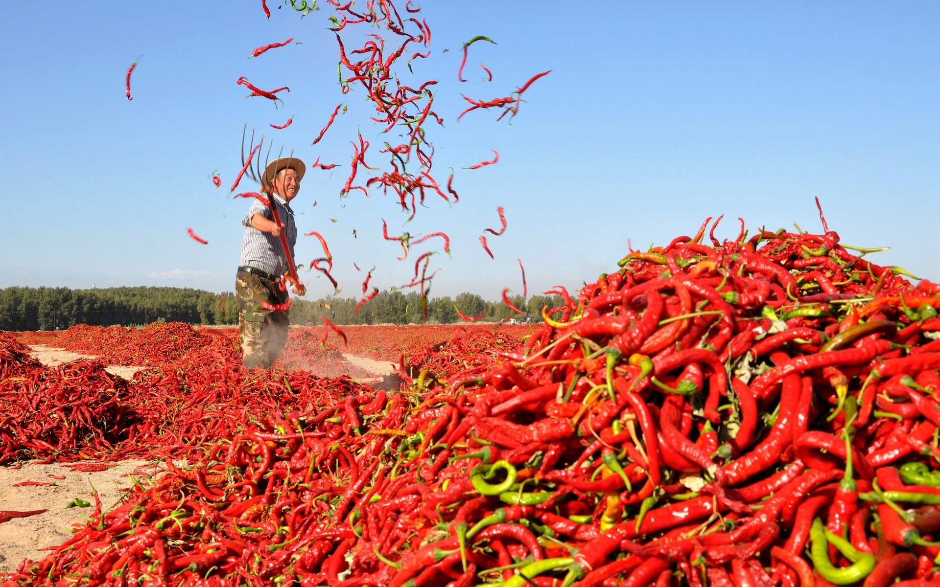 Vận Chuyển Ớt Từ Huế Đi Bình Thuận Nhanh Chóng – Hue Logistics