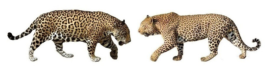 Đừng tưởng bạn biết: B&aacute;o đốm v&agrave; b&aacute;o hoa mai kh&aacute;c nhau một trời vực - ph&acirc;n biệt thế n&agrave;o? - Ảnh 1.