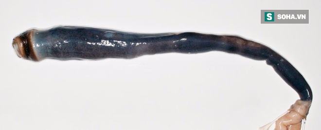 Lần đầu tiên phát hiện loài giun khổng lồ dài gần 2m với cách tồn tại kỳ dị - Ảnh 1.