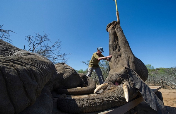 Hơn chục con voi nặng 4 tấn trốn đi bụi khiến đội kiểm lâm chật vật để đưa trờ lại rừng - Ảnh 7.