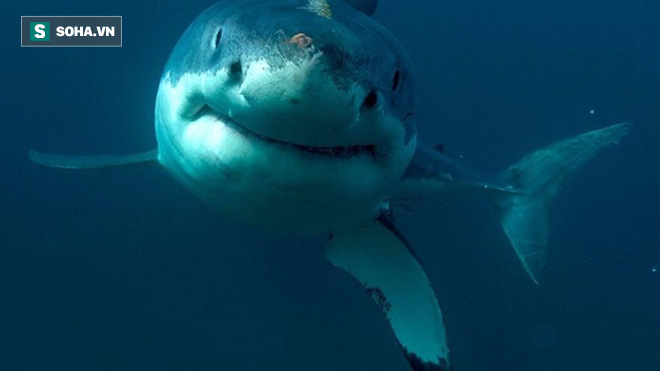 Một ngày địa ngục của võ sĩ Úc: Bị cá mập lôi xuống biển, máu nhuộm đỏ xung quanh - Ảnh 2.