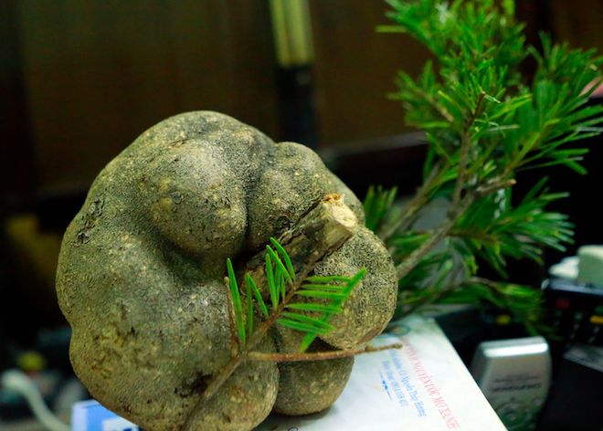 Nấm phục linh thiên quý giá hình củ khoai tây được phát hiện ở Nghệ An - Ảnh 1.