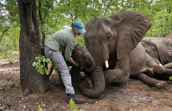 Hơn chục con voi nặng 4 tấn trốn đi bụi khiến đội kiểm lâm chật vật để đưa trờ lại rừng - Ảnh 10.