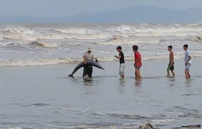 Nhiều cá heo dạt vào bờ biển Nghệ An trước giờ bão đến - Ảnh 2.
