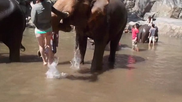Tắm cho voi, nữ du khách thất kinh vì bị hất văng gần chục mét - Ảnh 3.