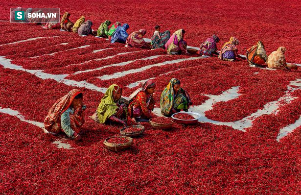 Mãn nhãn với những bức ảnh tuyệt đẹp trong mùa thu hoạch ớt ở Bangladesh - Ảnh 1.