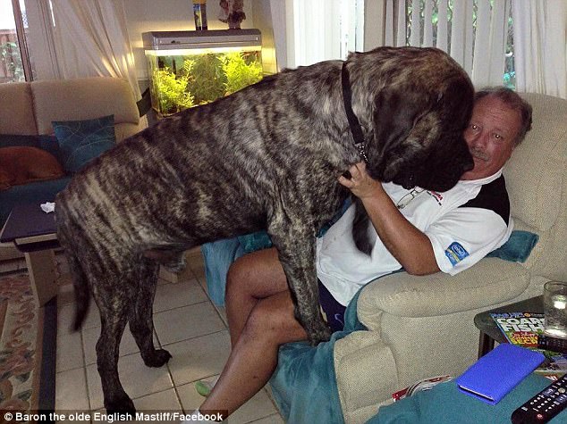 Chú chó nặng 113kg được cấp chứng chỉ hành nghề trị liệu - Ảnh 3.