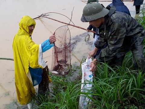 Video: Sau mưa lớn người dân Thanh Hóa kéo nhau đi bắt cá ven đường Hồ Chí Minh - Ảnh 3.